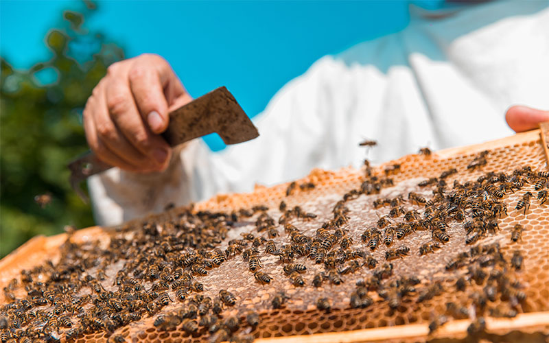 Adalı Kadınlar Bal Üretecek: İSMEK’ten Yeni Bir Adım 1 adali kadinlar bal uretecek