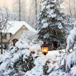 kisin yaprak dokmeyen agaclar